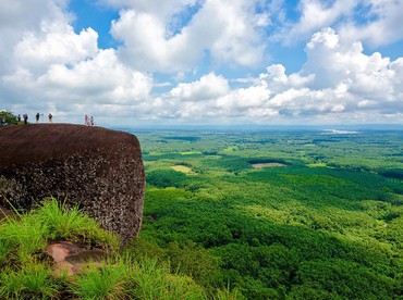 Begini Nasib Tiga 'Paus' Raksasa Berusia 75 Tahun di Hutan Thailand