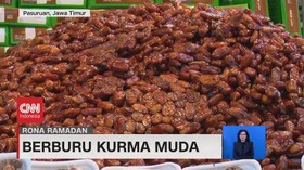 VIDEO: Berburu Kurma Muda