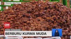 VIDEO: Berburu Kurma Muda