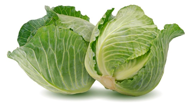 Daun Kubis