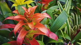 Mengenal Tanaman Bromelia, Cara Rawat hingga Tanam