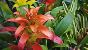 Mengenal Tanaman Bromelia, Cara Rawat hingga Tanam