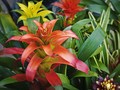 Mengenal Tanaman Bromelia, Cara Rawat hingga Tanam