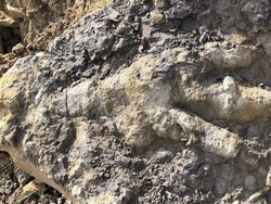 Jejak Kaki Dinosaurus Raksasa Pemakan Daging Ditemukan di Pantai Inggris