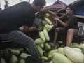 FOTO: Meraup Cuan Timun Suri dari Berkah Ramadan