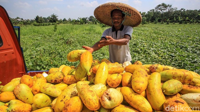 Para petani memanen buah timun suri di kawasan di Pancoran Mas, Depok, Jawa Barat, Rabu (14/4/2021).
