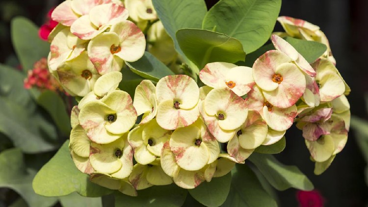 Tanaman hias euphorbia Euphorbia milii, yellow flowers bloom and plentiful