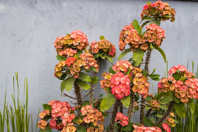 7 Jenis  Tanaman  Hias Euphorbia  yang Cantik dan Bawa Hoki