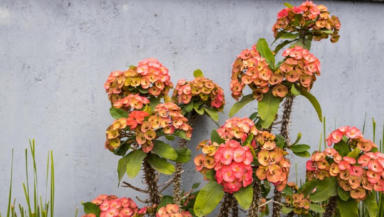 Plant, Overhead, Gardening - Image of a plant with flowerhead in the backyard.