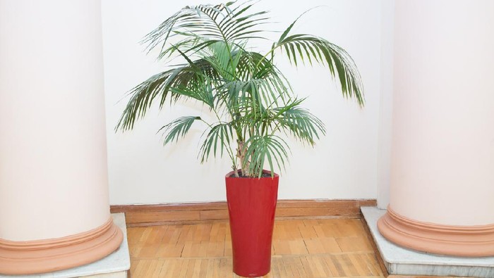 Indoor flower pots plants, large . Vases in a row . Green plant red pot . Decorative Areca palm in a red pot . Decorative Areca palm in interior of room