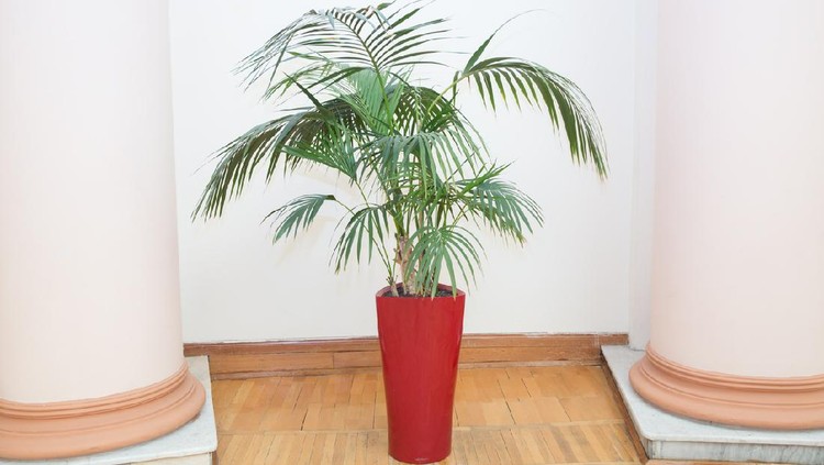 Indoor flower pots plants, large . Vases in a row . Green plant red pot . Decorative Areca palm in a red pot . Decorative Areca palm in interior of room