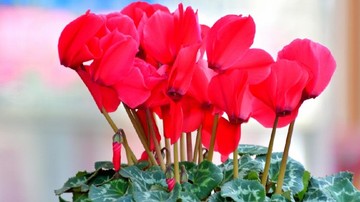 CYCLAMEN DAN KAKTUS NATAL