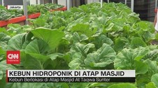 VIDEO: Kebun Hidroponik di Atap Masjid