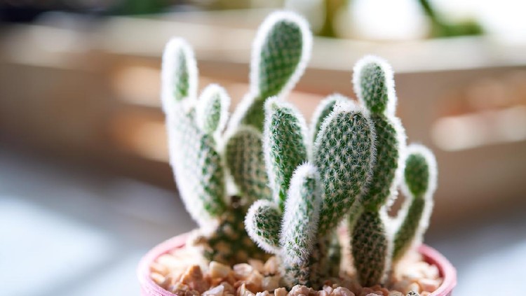 Kaktus telinga kelinci little cactus in the sunshine morning