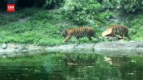 VIDEO: 2 Harimau Di Kebun Binatang Virginia Positif Covid-19