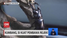 VIDEO: Kumbang, Si Kuat Pembawa Rejeki