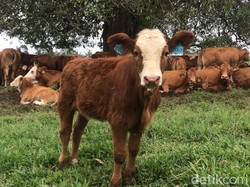Ternak di 4 Kabupaten Jatim Diserang Penyakit Mulut dan Kuku