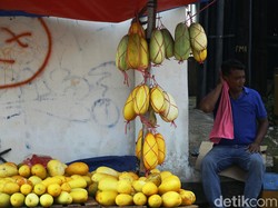Manfaat Timun Suri yang Ditanam di Kota Mati Tommy Soeharto