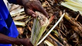 FOTO: Serat Pohon Pisang Disulap Menjadi Karpet di Uganda Pisang menjadi makanan favorit di Uganda. Di mata pengusaha, limbah pohon pisang dianggap