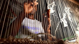FOTO: Serat Pohon Pisang Disulap Menjadi Karpet di Uganda
