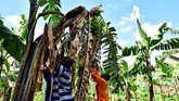 FOTO: Serat Pohon Pisang Disulap Menjadi Karpet di Uganda Pisang menjadi makanan favorit di Uganda. Di mata pengusaha, limbah pohon pisang dianggap