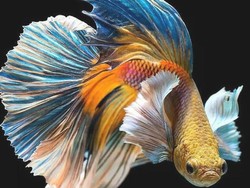 10 Hewan Paling Warna-warni di Bumi, Cantik bak Pelangi