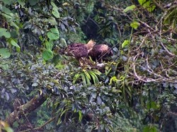 Lahirnya Sang Penerus Penguasa Takhta Langit Gunung Salak