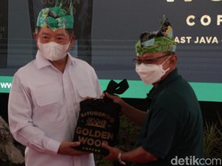 Kopi Kayumas Go Internasional dengan Nama Golden Wood Coffee Situbondo