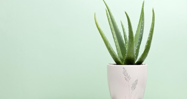GIOK HINGGA SIRIH GADING MEMBAWA HOKI MENURUT FENG SHUI Menurut feng shui, ada beberapa jenis tanaman hias yang bisa mendatangkan hoki jika ditempatkan di rumah. Berikut ini deretan rekomendasinya, Bun.