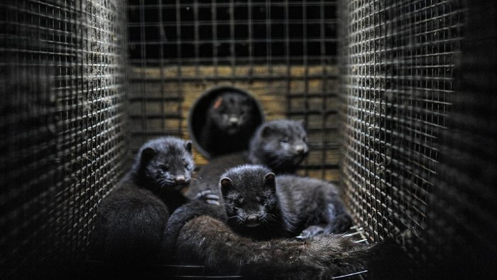 Bahan-bahan dalam Produk Kecantikan Ini Ternyata dari Hewan, Waspadai Cara Produksinya