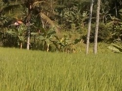 Petani di Cikembar Sukabumi Kewalahan Hadapi Serangan Hama Tikus