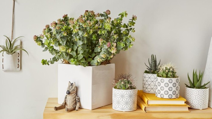 Inspirasi Kado Tanaman Hias Untuk Pasangan