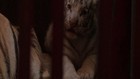 VIDEO: Harimau Bengal Lahirkan Harimau Putih Langka