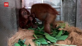 VIDEO: 2 Orangutan Sumatra 'Pulang' Ke Langkat Habitatnya