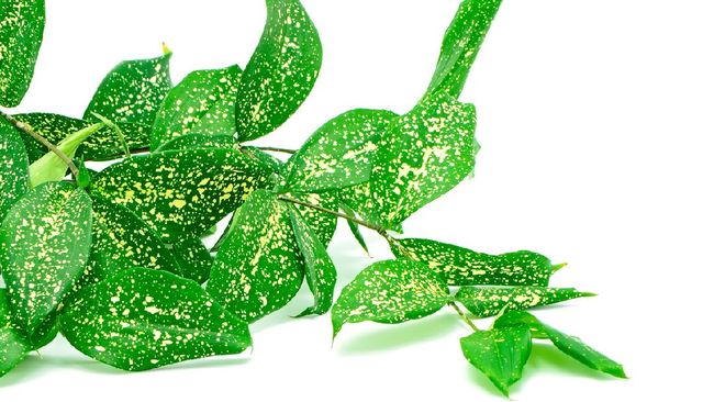 Bambu Jepang Dracaena adalah tanaman hias bernama latin Dracaena surculosa. Berikut cara merawat dan menanam bambu Jepang Dracaena.