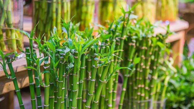 Bambu Jepang adalah tanaman hias Pseudosasa japonica, banyak digunakan untuk pagar.  Berikut cara menanam dan merawat bambu Jepang.