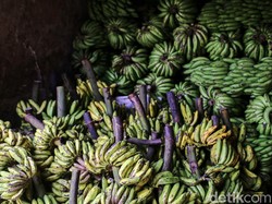 Ini yang Bakal Terjadi Pada Tubuh Jika Konsumsi Pisang Setiap Hari