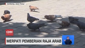 VIDEO: Merpati Pemberian Raja Arab
