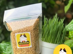 Cuma Modal Gocap, Pria Ini Kantongi Rp 100 Juta dari Rumput Gandum