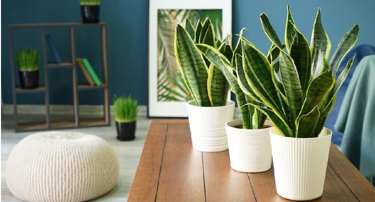 AGLAONEMA, LIDAH MERTUA, DAN DIEFFENBACHIA Jika Bunda ingin tanaman hias yang mampu bertahan hidup tanpa paparan sinar matahari langsung, cek rekomendasi berikut. Ada tanaman hias jenis apa saja ya?