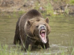 Beruang Grizzly hingga Singa Gunung Ikut Vaksin Covid-19 Juga, Lho