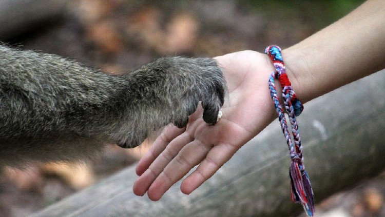Ilustrasi Adopsi Simpanse Monkey hand holding child hand