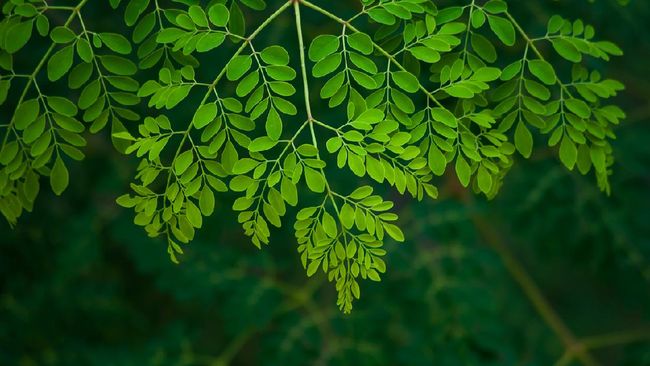 Berikut ini penjelasan manfaat daun kelor untuk menurunkan kolesterol. Ada manfaat daun kelor untuk kolesterol