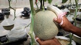 FOTO: Musik & Pijat, Rahasia Tanam Melon Jepang di Malaysia Setelah lebih dari satu dekade bereksperimen, sejumlah petani Jepang akhirnya menemukan ramuan rahasia yang tepat untuk budidaya melon Jepang yang mahal.