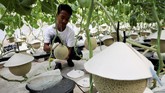 FOTO: Musik & Pijat, Rahasia Tanam Melon Jepang di Malaysia Setelah lebih dari satu dekade bereksperimen, sejumlah petani Jepang akhirnya menemukan ramuan rahasia yang tepat untuk budidaya melon Jepang yang mahal.