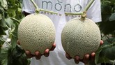 FOTO: Musik & Pijat, Rahasia Tanam Melon Jepang di Malaysia Setelah lebih dari satu dekade bereksperimen, sejumlah petani Jepang akhirnya menemukan ramuan rahasia yang tepat untuk budidaya melon Jepang yang mahal.