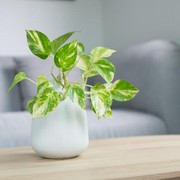 Menurut Feng Shui, Ini 10 Tanaman Hias Indoor Pembawa Keberuntungan