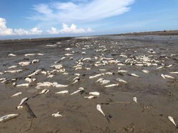 Viral Ribuan Ikan Mati di Pinggir Pantai Batu Bara Sumut