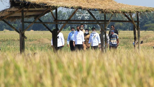 Mentan Syahrul Yasin Limpo memastikan pemerintah tidak akan melakukan impor beras lagi usai meninjau panen 12 ton gabah kering per ha di Malang.