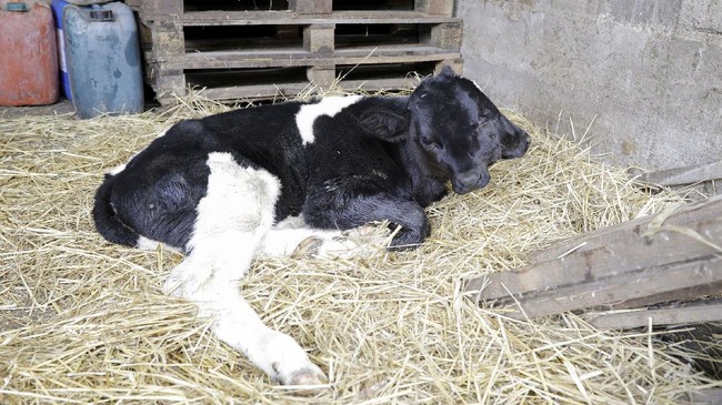 FOTO: Sapi Berkepala Dua yang Langka di Makedonia Utara